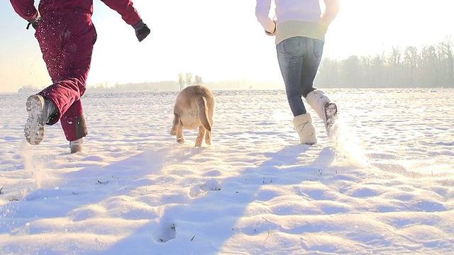 慢动作与小狗在雪中奔跑视频素材