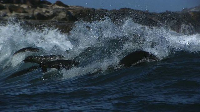 海豹在波浪中游泳视频下载