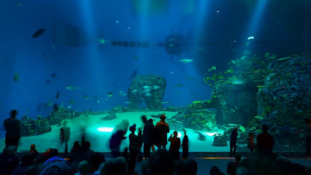 巴星球水族馆视频素材