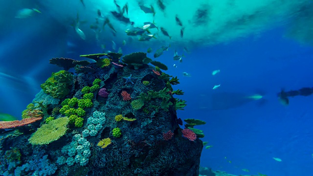 登巴星球水族馆的T/L鱼视频素材