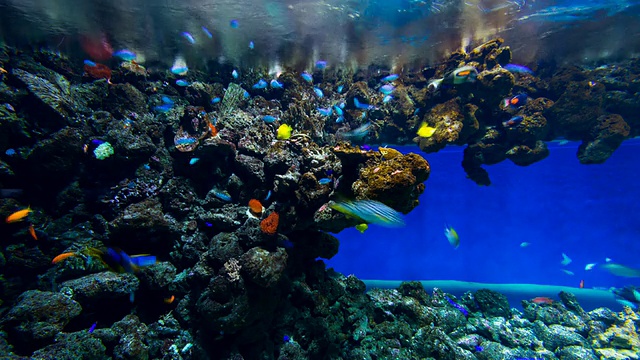 巴星球水族馆视频素材