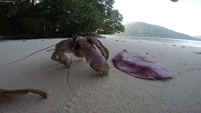 寄居蟹视频素材