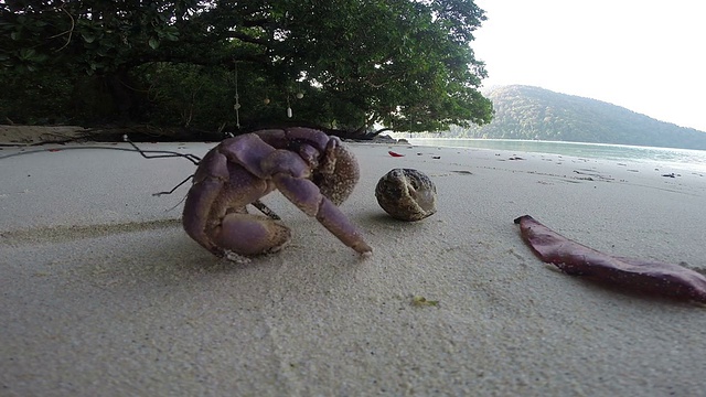 寄居蟹视频素材