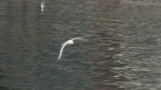 海鸥在河上飞翔的景象视频素材