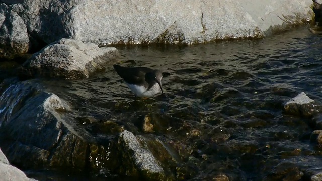 一只绿色的矶鹞在山谷的水里搜寻猎物视频素材