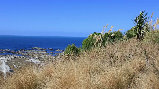 新西兰南岛凯库拉半岛步道视频素材