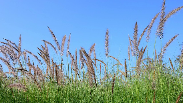 野草花。视频素材