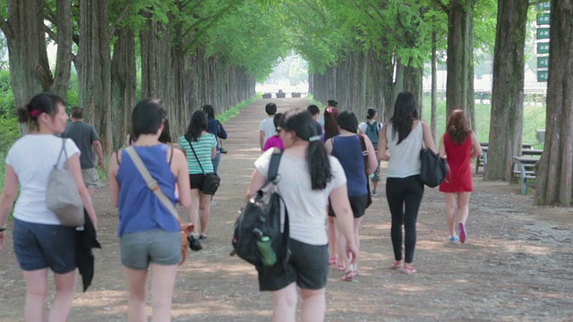 人们走在水杉夹道的街道上视频素材