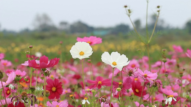 宇宙的花视频素材