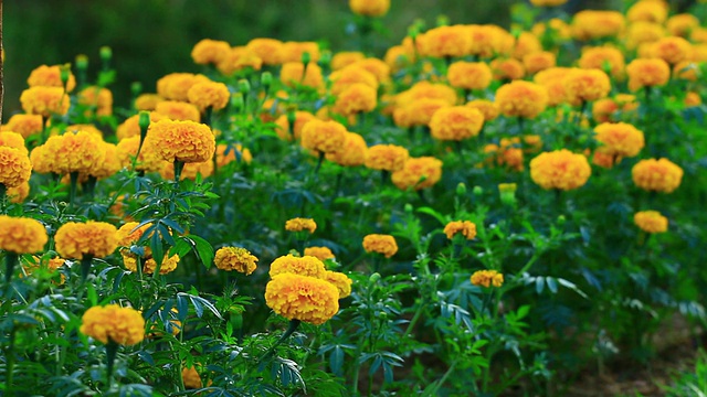 万寿菊鲜花视频素材