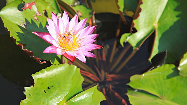 蜜蜂在莲花中找到蜜露。视频素材