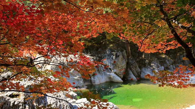 红枫树和池塘在素烈洞山谷在雪山视频素材