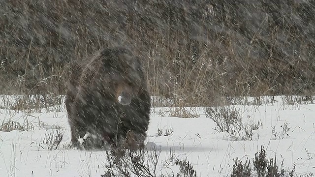 在春天的暴风雪中，一只大灰熊(熊氏熊)走向镜头视频素材