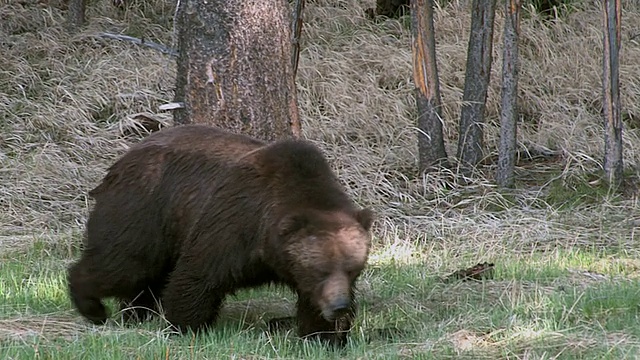 早春的时候，一只大灰熊(Ursus arctos)向镜头走来视频素材