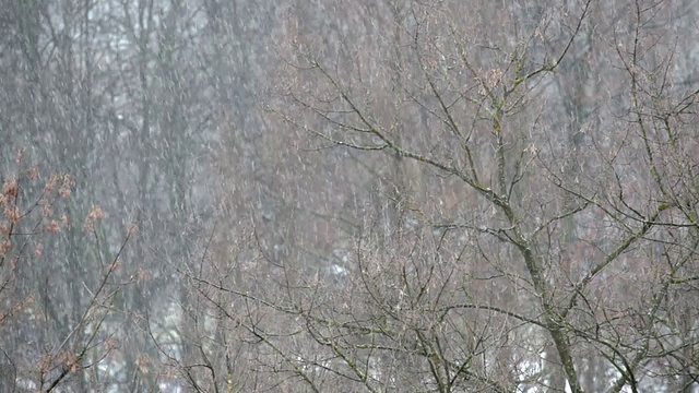 雪景(视频)视频素材