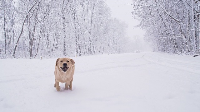 慢动作狗在雪中奔跑视频素材