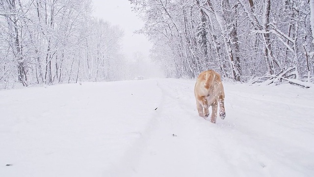 慢动作狗在雪中奔跑视频素材