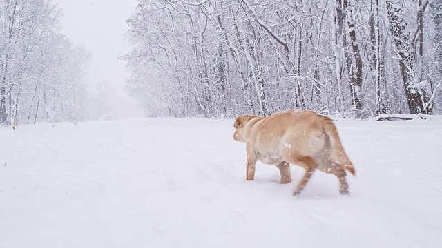 慢动作小狗在雪地里奔跑视频素材