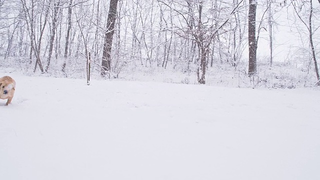 慢动作小狗在雪地里奔跑视频素材