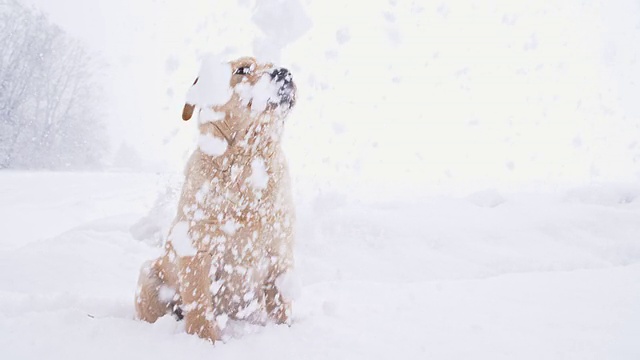 慢动作小狗在雪中玩耍视频素材