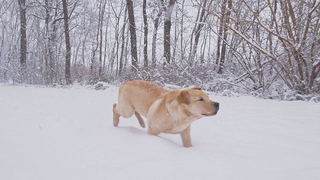 慢动作小狗在雪地里奔跑视频素材