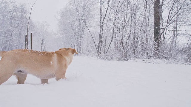 慢动作小狗在雪中奔跑视频素材