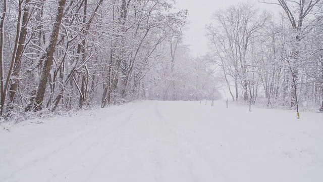 SLO MO雪中森林之路视频素材