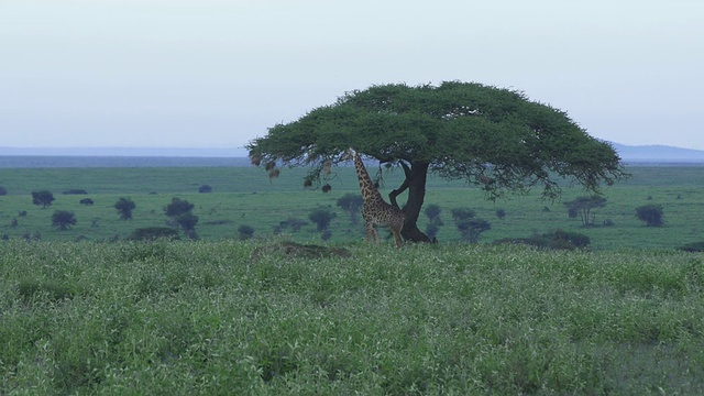 长颈鹿(Acacia Tree)视频素材