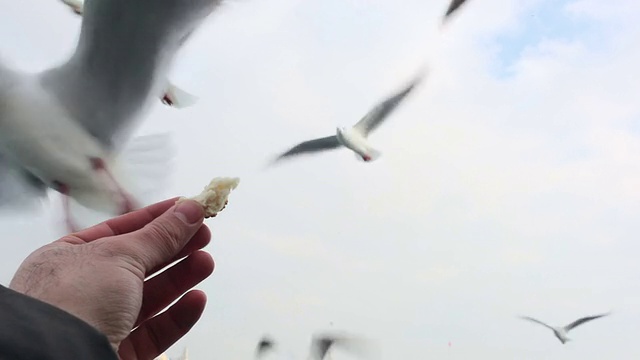 喂海鸥视频素材