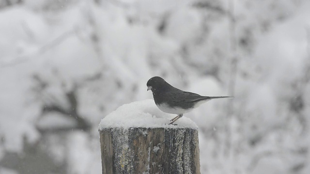 Junco在暴风雪中吃东西。视频素材