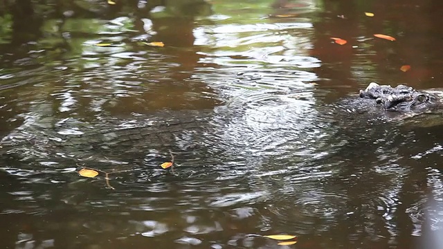 鳄鱼视频素材