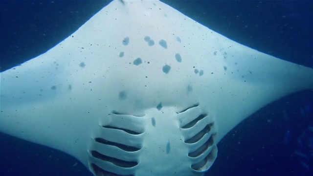 在马尔代夫觅食的蝠鲼捕食浮游生物视频素材