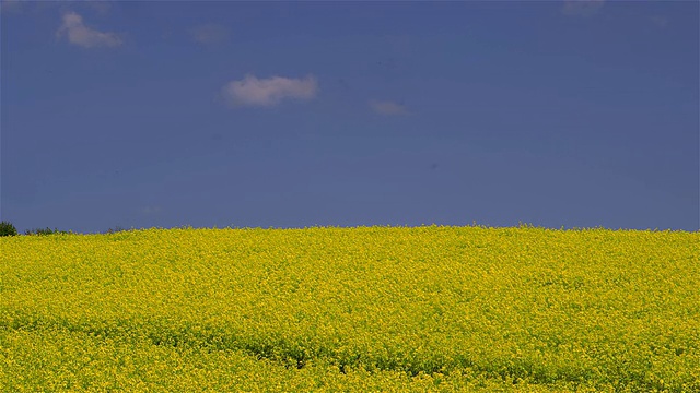 油菜籽字段Irton视频素材