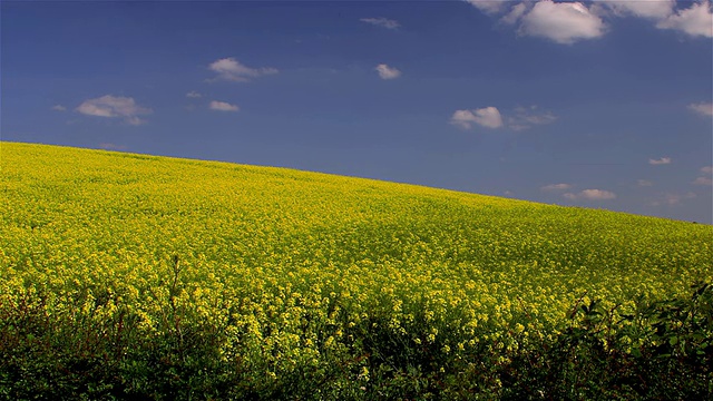 油菜籽字段Irton视频素材