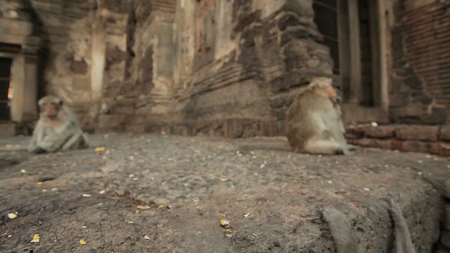 泰国寺庙里的小猴子视频素材