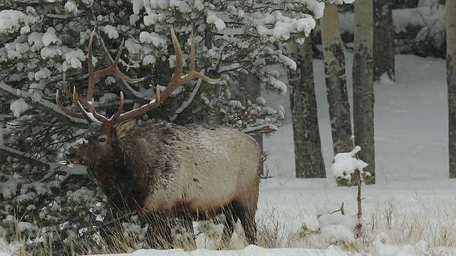 MS 4大型公麋鹿(加拿大鹿)走向相机在黄昏期间的暴风雪视频素材