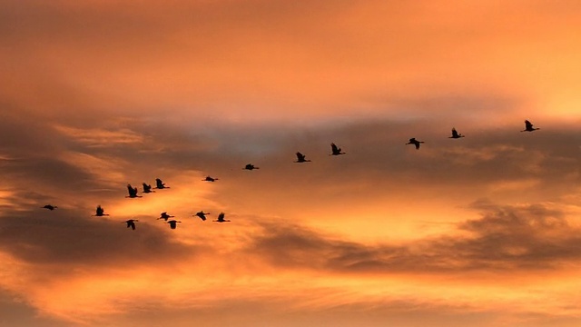 大沙丘鹤(Grus canadensis)在日出与红色的天空背景飞行视频素材