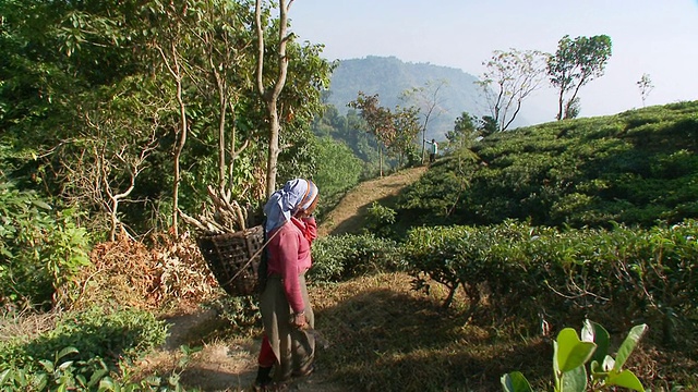 MS TS采茶者在茶园中行走/ Kurseong，西孟加拉邦，印度视频素材