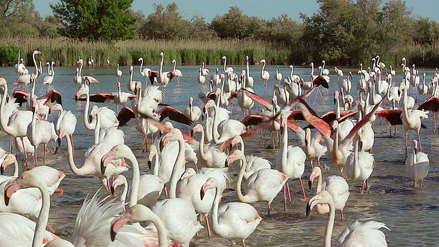 MS SLO MO大火烈鸟，来自法国Camargue的沼泽/ Saintes Marie de la Mer的phoenicopterus橡胶玫瑰组视频素材