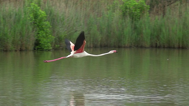 MS TS SLO MO Greater Flamingo, phoenicopterus ruber roseus adult in Flight / Saintes Marie de la Mer, Camargue，法国视频素材