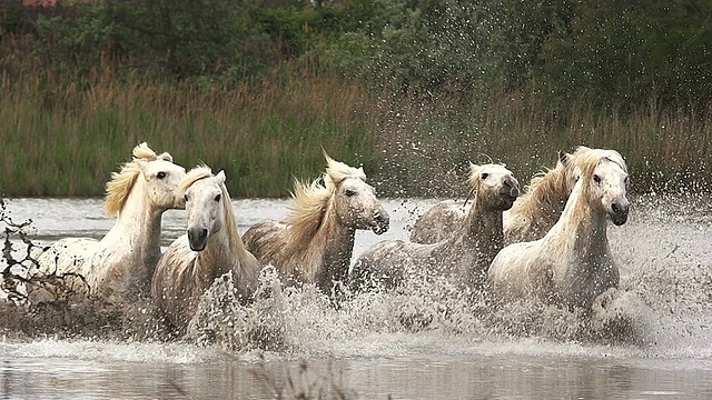 MS SLO MO Camargue马，牛群疾驰穿过沼泽/圣玛丽德拉梅尔，Camargue，法国视频素材