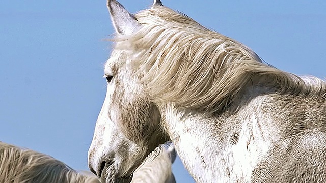 CU Camargue成马in wind / Saintes Marie de la Mer, Camargue，法国视频素材