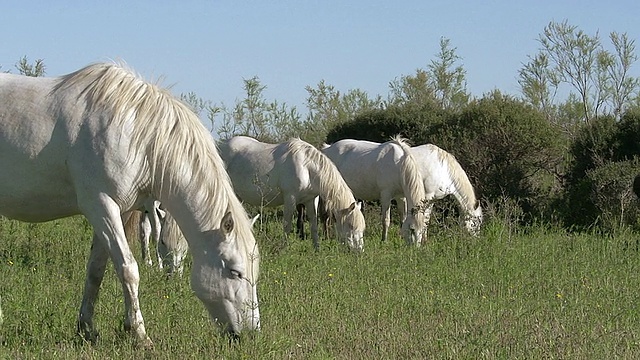 MS Camargue女马群/圣玛丽德拉梅尔，Camargue，法国视频素材