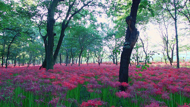 蜘蛛百合，Higanbana /逗号，Saitama, Japan视频素材