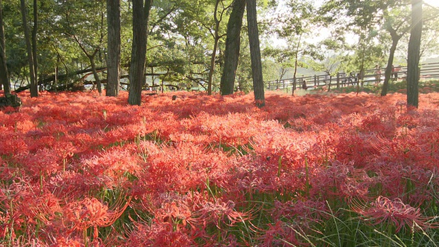 潘小姐蜘蛛百合，Higanbana/隈研吾，埼玉县，日本视频素材