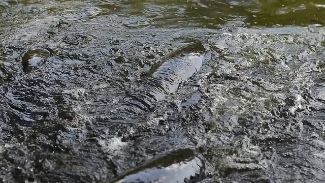 喂养大蜘蛛鱼视频素材