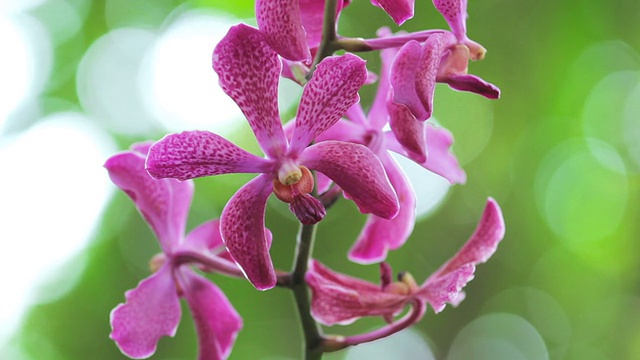 紫兰花花的特写视频素材