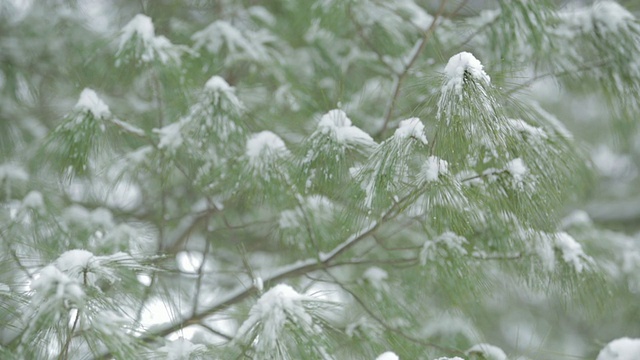 白雪在一棵白松树上的广角镜头视频素材