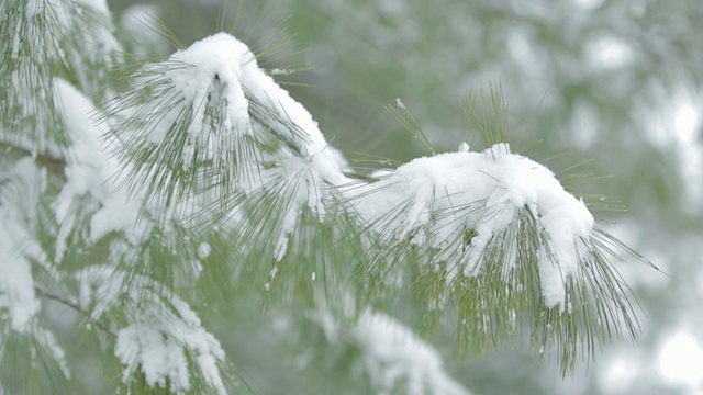 白雪在一棵白松树上的特写视频素材