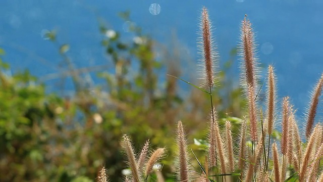 羽毛草与海视频素材